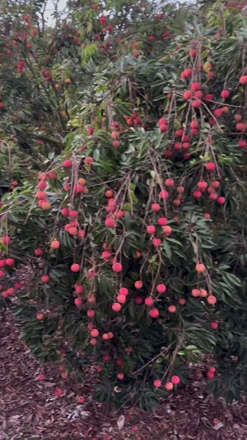 高州市高州根子桂味荔枝（精品果）果大核小肉厚，新鲜采摘，现摘现发