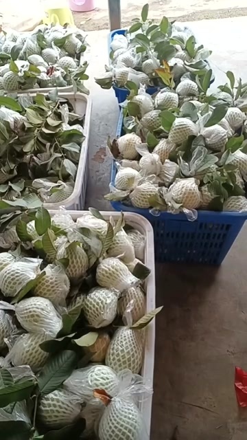 中山市白心番石榴