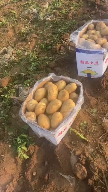 通许县基地土豆 坏损包赔