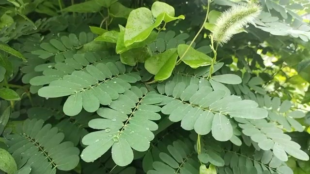 云实树
