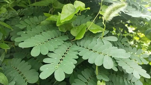 湘乡市云实树