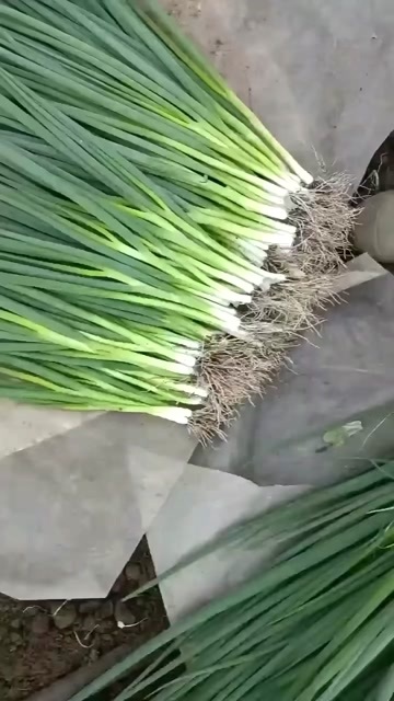 公主岭市怀德镇万亩香葱基地，大量有货，有需要的联系