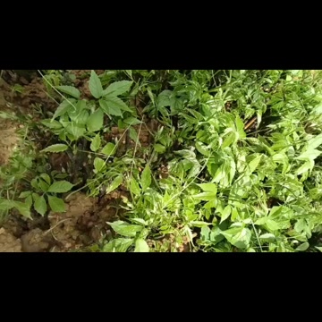 三叶青苗金线吊葫芦金丝吊葫芦苗，产地直发，品质保证，量大价钱
