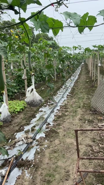 无锡小荆丝瓜基地、大量销售丝瓜