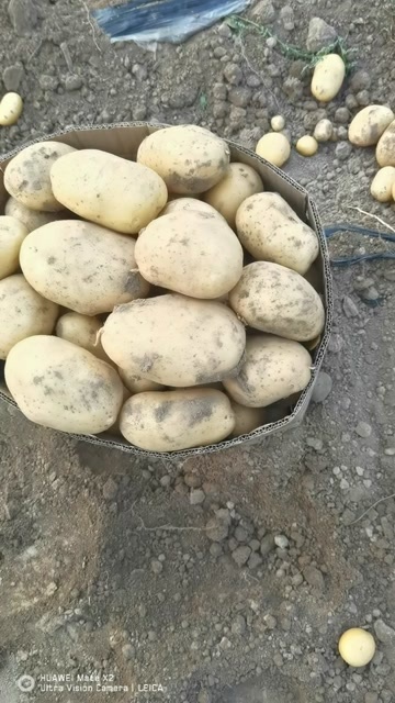 土豆沃土五号