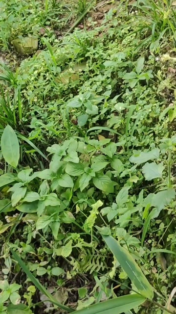信宜市广东茂名信宜三华李新鲜采摘当季水果李子批发零售