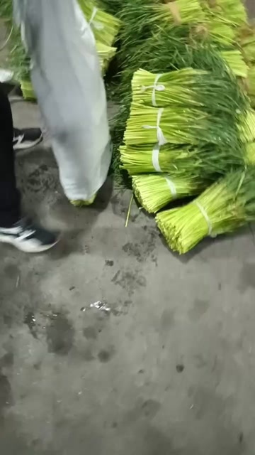 徐州邳州红帽蒜苔前期苔子全部收农户的。