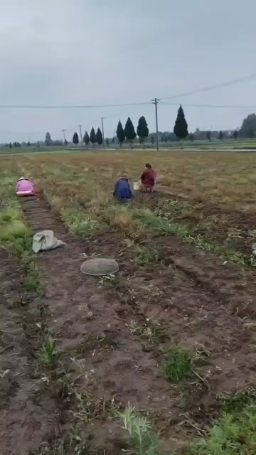磐安县元胡