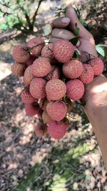 高州市荔枝桂味
