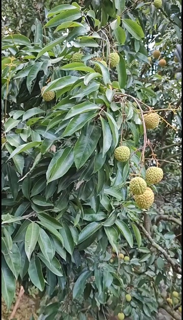 惠州沥林桂味，桂味之乡，