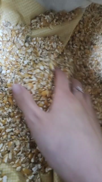 郓城县过风过筛净粮碎玉米
