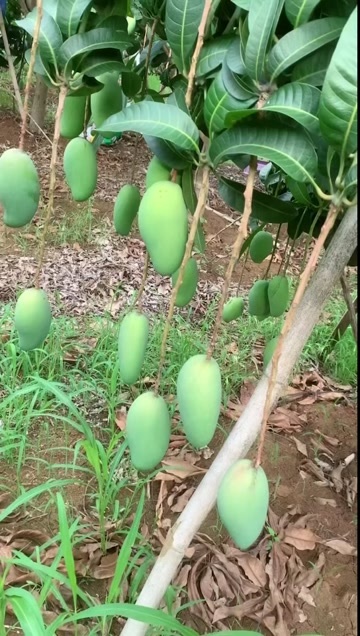 百色广西百色金煌芒现摘现发精品芒果4两起公果