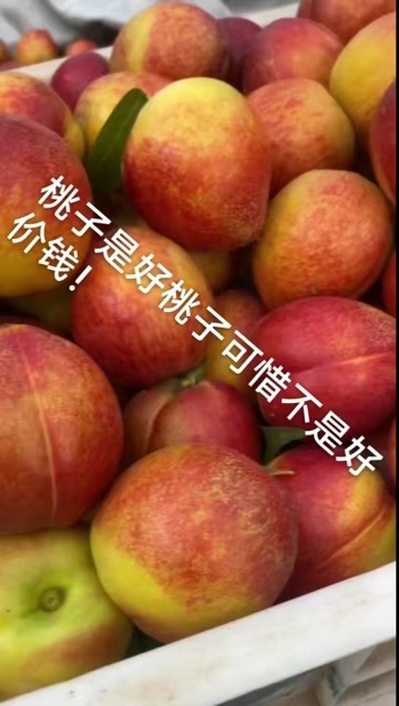 48油桃