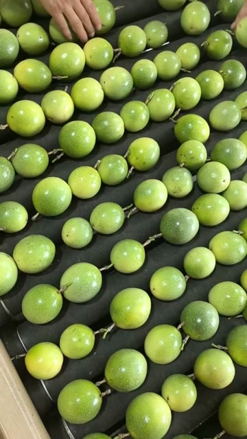 南宁百香果