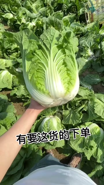 张北县黄心大白菜
