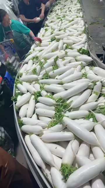 定边县白萝卜