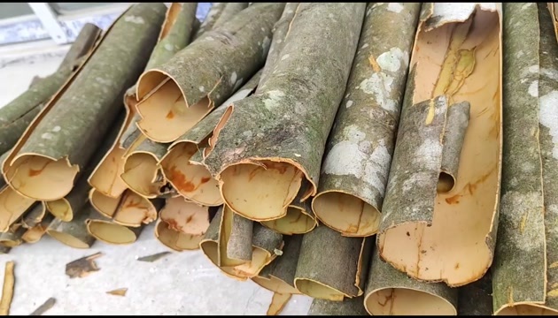 奉节桂皮，干货，树苗