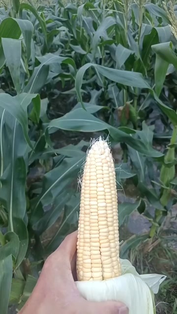 陆良县玉米