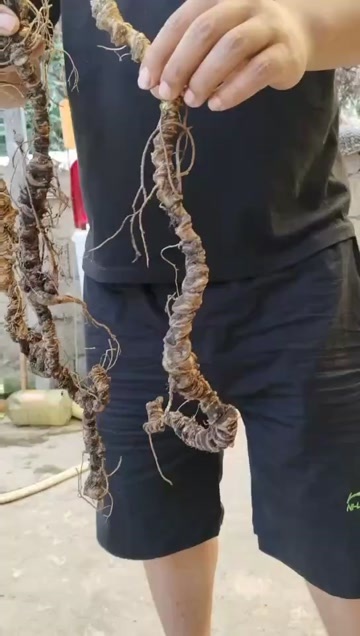 鹤庆县竹节生
