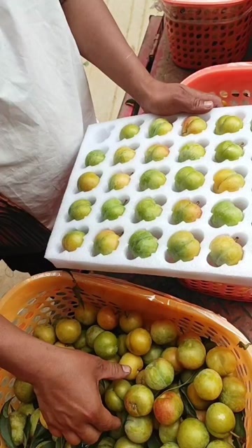 蜂糖李果