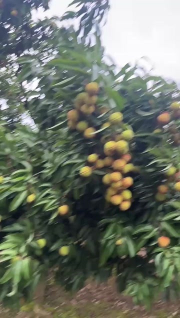 广西黑叶荔枝准备大量上市  欢迎各地老板采购