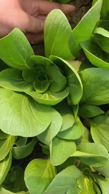 精品小中颗油菜