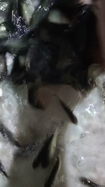 南宁优良品质快大的鲫鱼苗