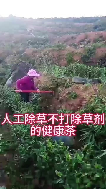 （五折促销）人工除草坦洋工夫红茶高山头春金牡丹花果香