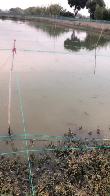 湖州泥鳅，水中人参