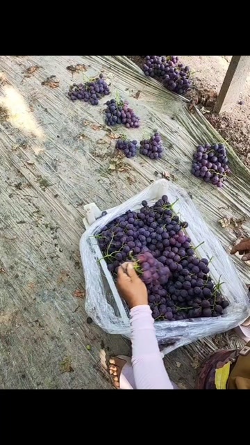 绯红葡萄