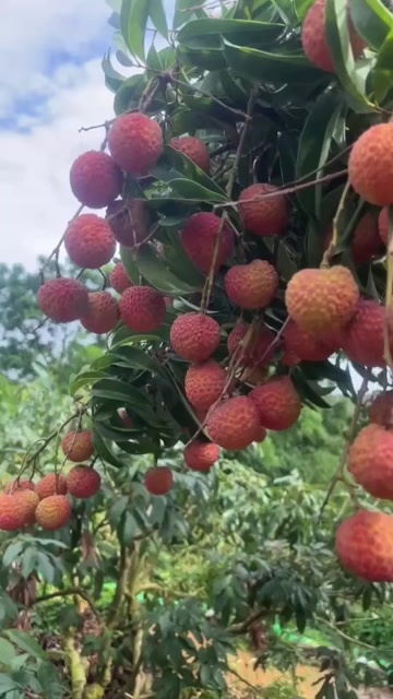 阳西县玉荷包还有一个星期上市关系老板前来收购