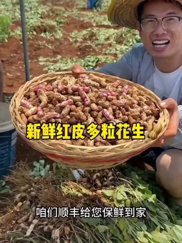 莘县鲜花生新鲜农家现挖现发带皮当季时令蔬菜产地直供一手货源批发