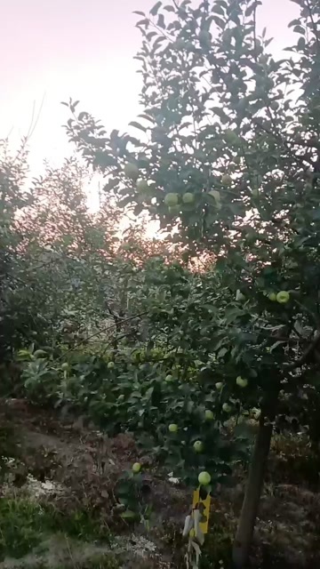 洪洞县咱家果园自产苹果，早熟，7月15号左右成熟