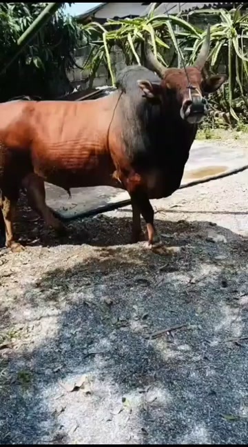 吉首市土黄牛，