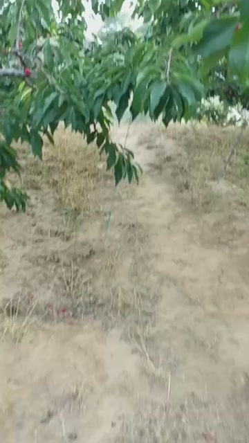 瓦房店市大连陆地樱桃