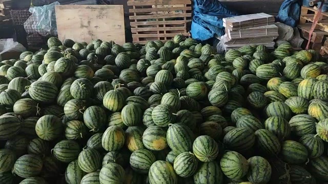 常州清甜爆汁！沙地现摘西瓜，没有催熟无农药