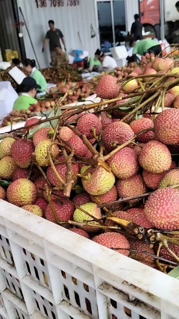 廉江市妃子笑荔枝
