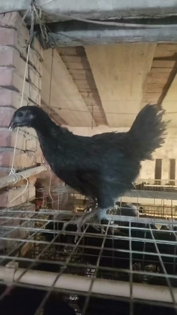 安阳精品五黑绿壳，大量现货，防疫齐全，健康无疾病