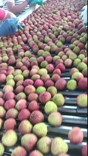 廉江市妃子笑荔枝