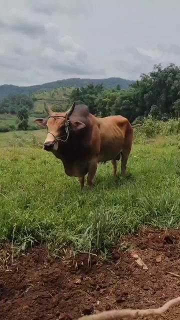 吉首市土黄牛，大量供应