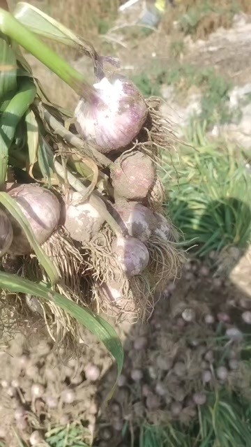 北镇市独头蒜