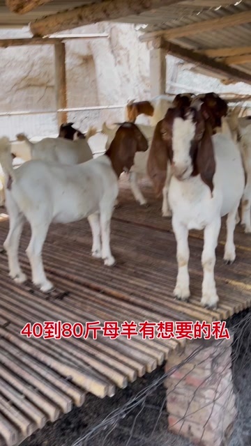 灵宝市河南灵宝优质波尔山羊活畜供应