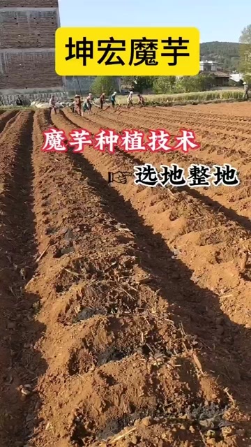 富源县魔芋种子