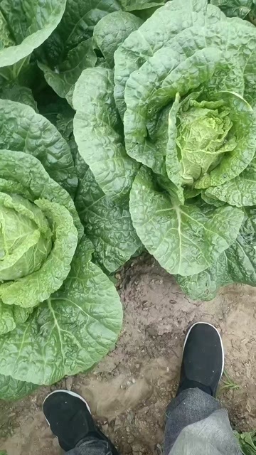 白菜