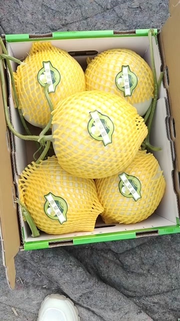 饶阳县玉菇甜瓜