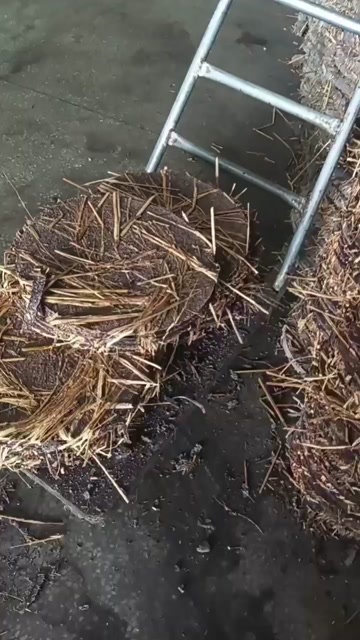 耒阳市茶粕茶饼茶麸茶子粉