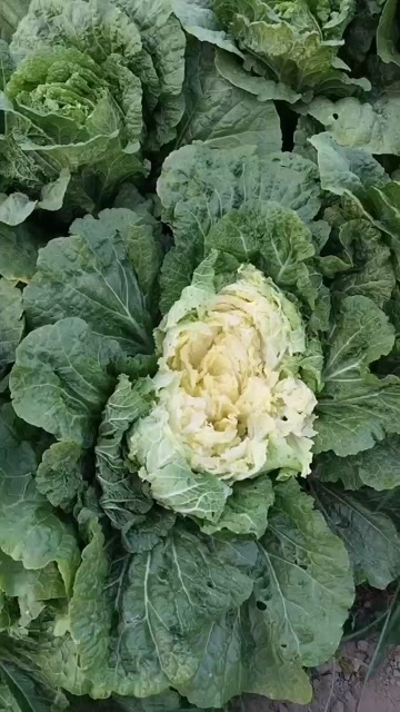 石嘴山宁夏石嘴山大武口区新鲜白菜批发供应