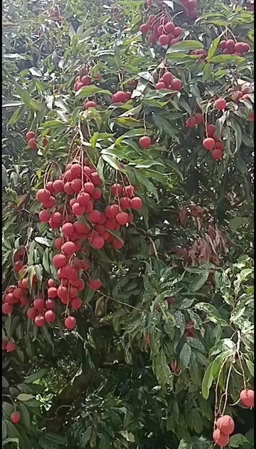黑叶荔枝