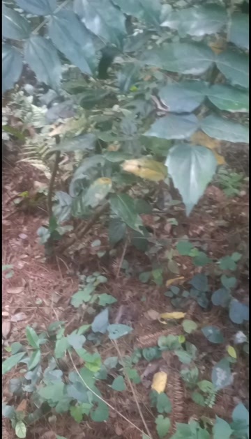 吉首市中药材十大功劳