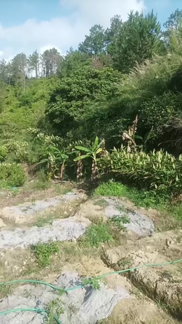 丰顺县南姜香蕉皇帝柑
